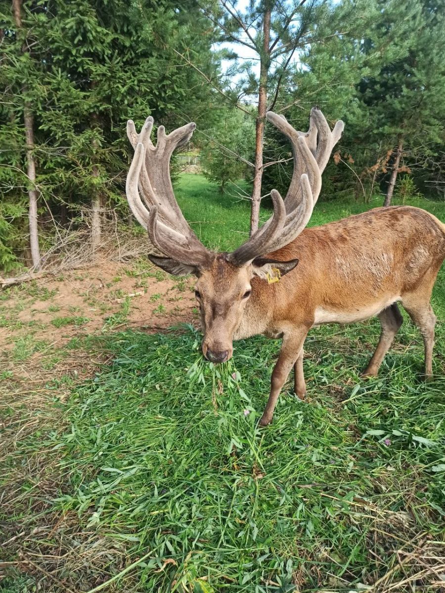 Оленья эко-ферма 